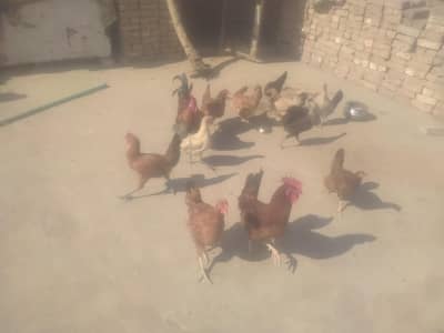 Golden misti eggs laying