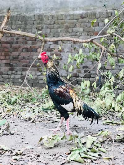 Sawa Aseel 03335450580