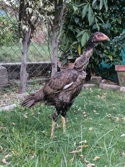 Turkish  Pakistani aseel Pathi