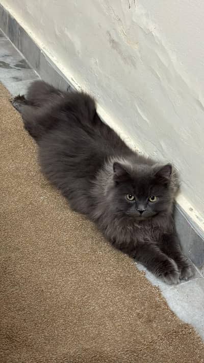 Premium Grey Cat – Soft Fur & Calm Nature