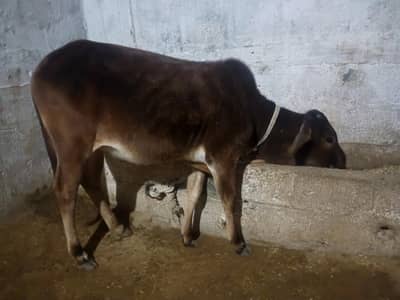 Pair of live stock available for sale