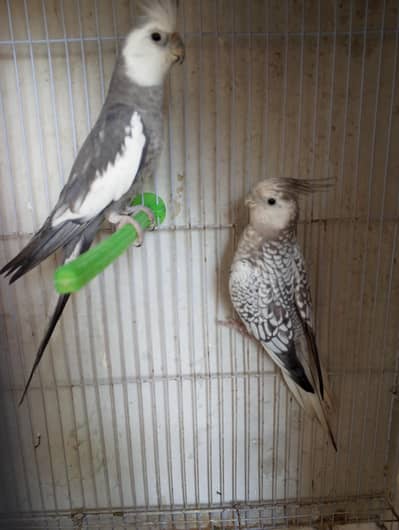 Cocktail breeder pair &  cocktail babies for hand taming for sale