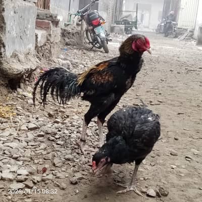 murga or murgi cchi quality Shamu Gras for sale urgent