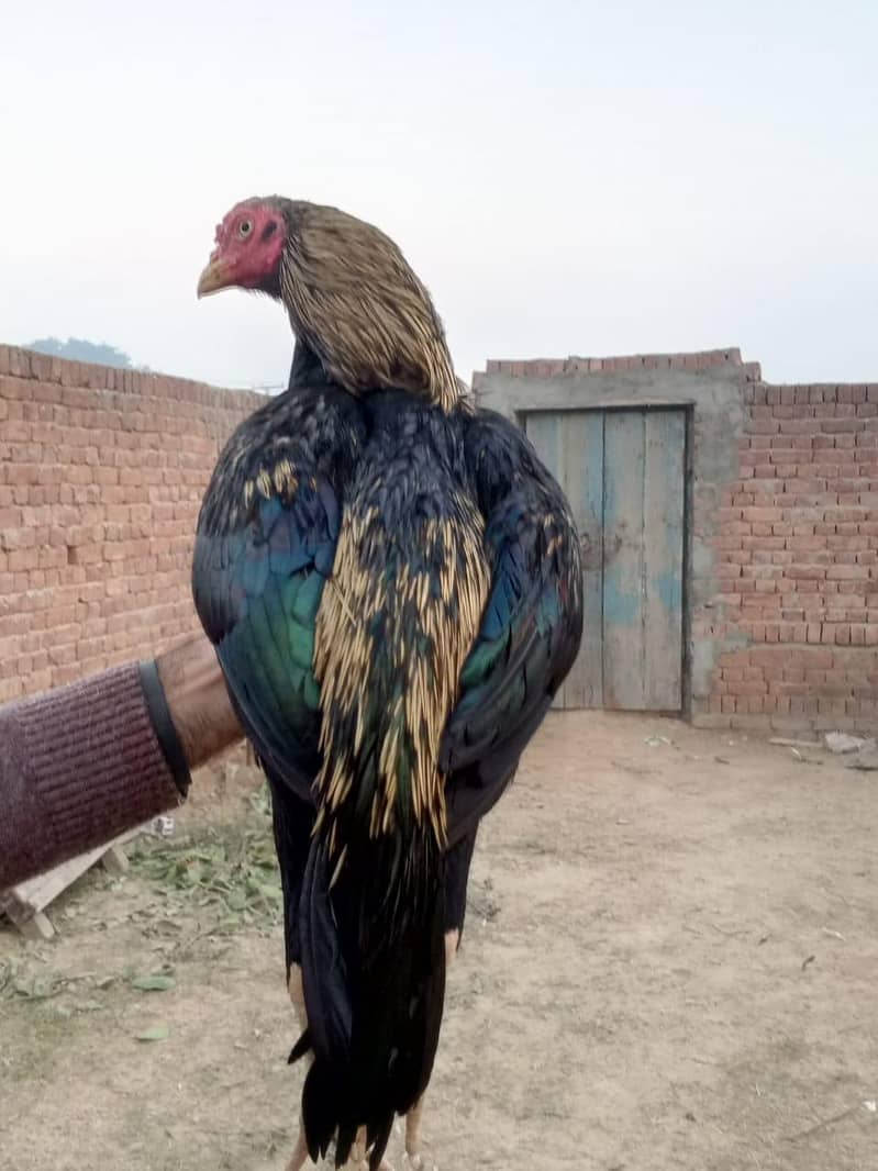 high quality patha 1