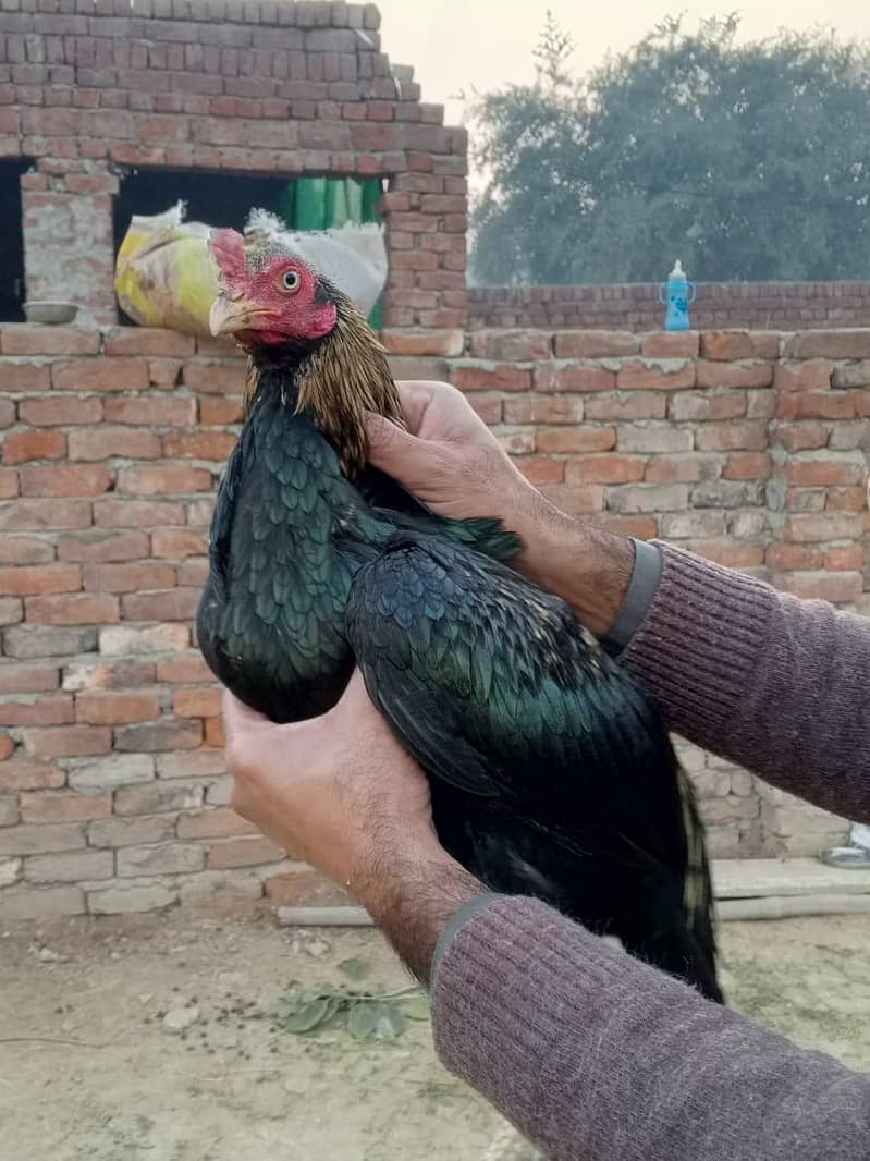 high quality patha 2