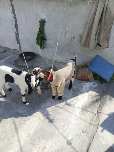 ek mahine ke bakre Hain bahut pyare hain donon hain donon ek Sath de