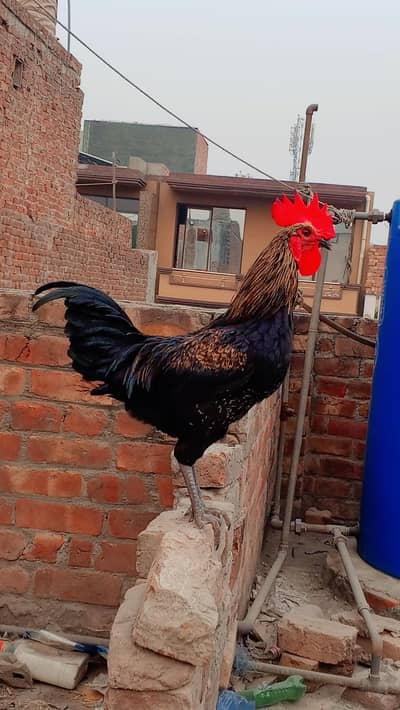 dasi murga ghr ka Pala howa