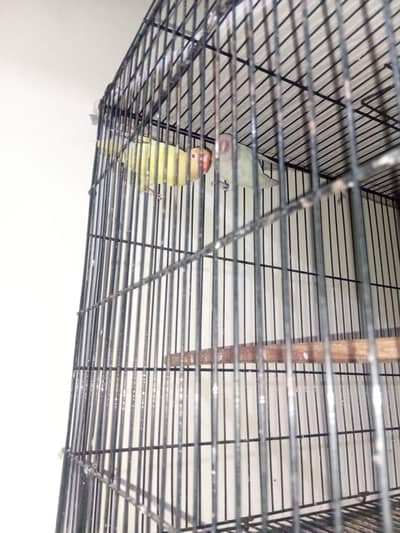 Albino red eye female x Creamino male