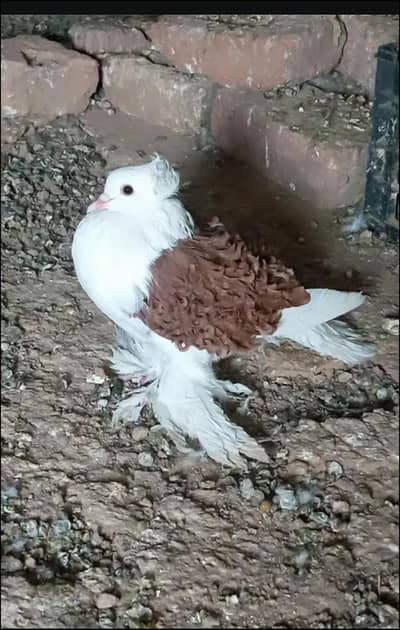 Red saddle frill back breeder male 03068884271