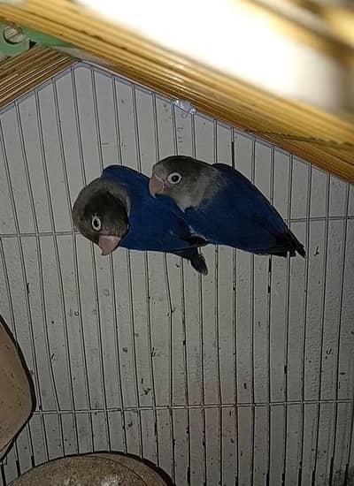 Violet Lovebird For Sale