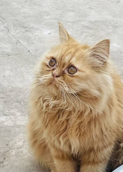 Persian punch face male for sale!