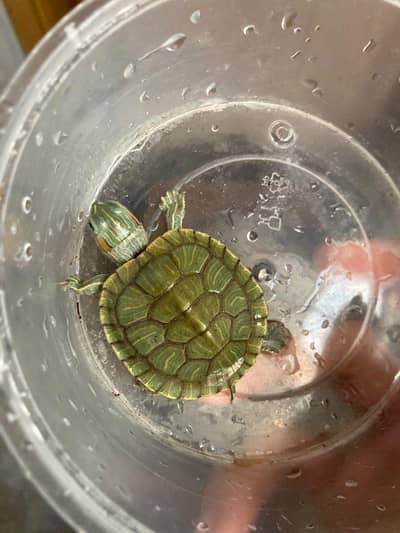 Baby RED EAR SLIDER TURTLE  and African giant snails available
