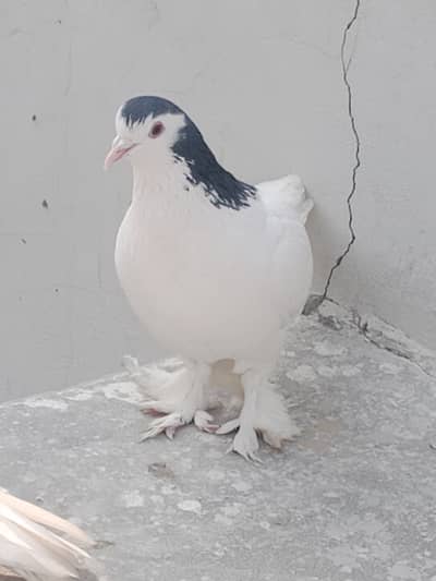 Pamoz pigeon