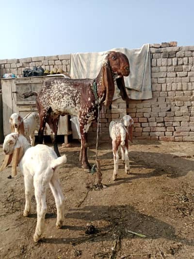 3 Bacchon ka Sath Desi Bakri for sale call _ 03460423873