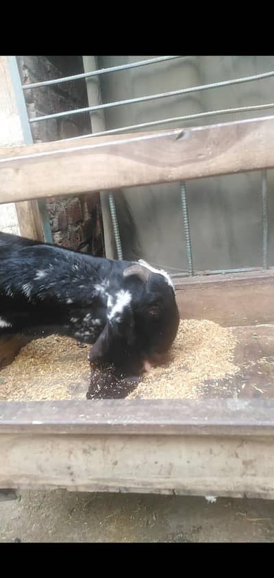 piur ambarsari chini bital 6 teeth