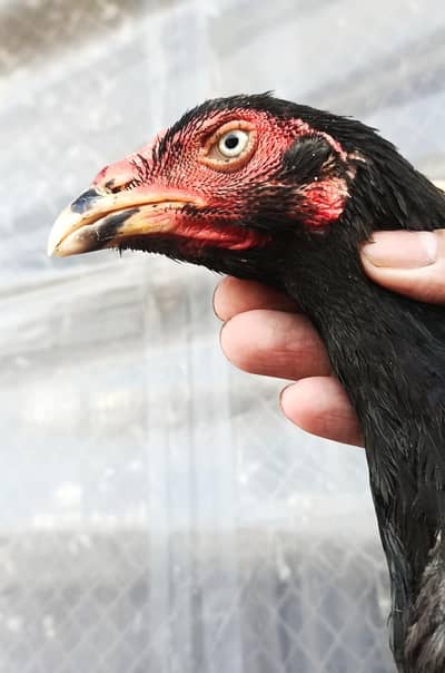 black rampuri long face