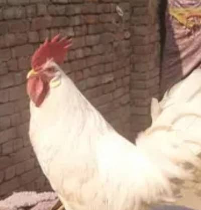 ghr ka pla hua white murga