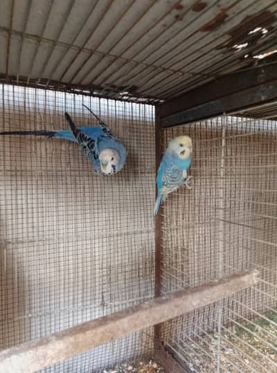 rainbow ,spangle and ref eyes