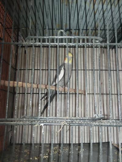 cocktail breeder male