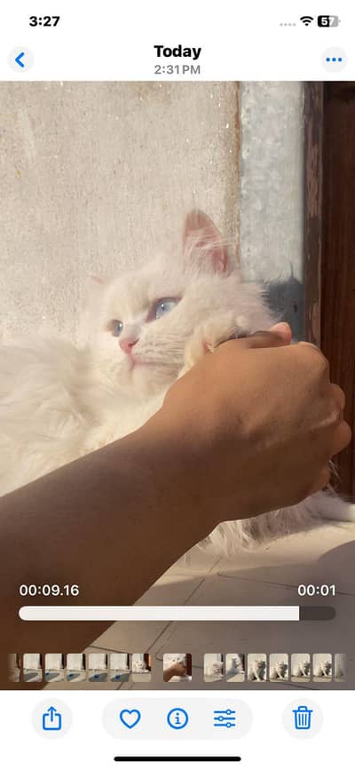 Persian cat