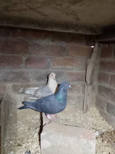 chandan chua female black male pigeon