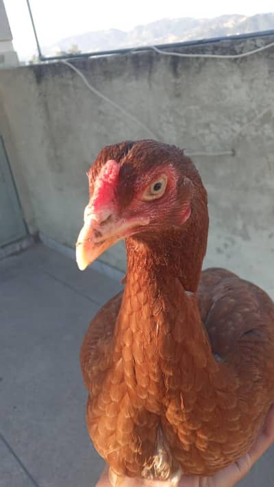 High quality aseel with desi pathi