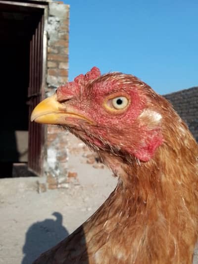 pure khalis peeli madi