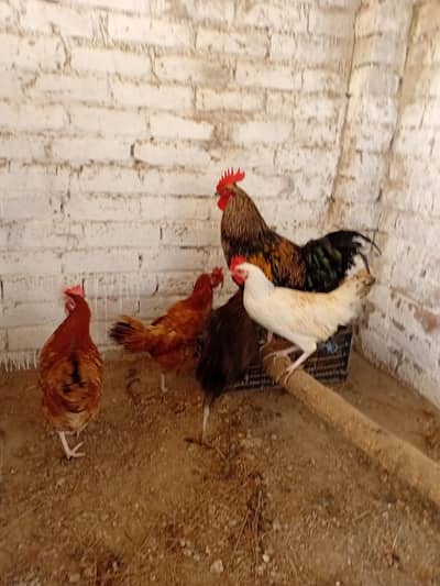 1 Morga 4 Morgiya egg layingi