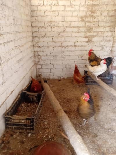 1 Morga 4 Morgiya egg layingi sab ki qemat