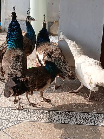 pied Male and whit female