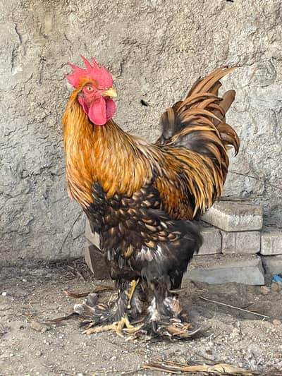 brahma hen pair sale egg laying