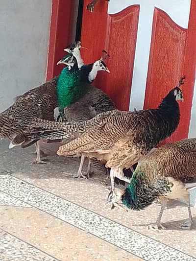 4 Peacock males and 1 female