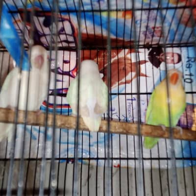 lovebirds and parrot for sell
