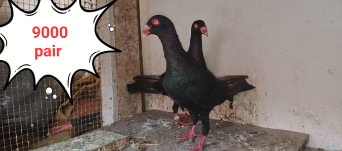 all fancy pigeon 03084523920