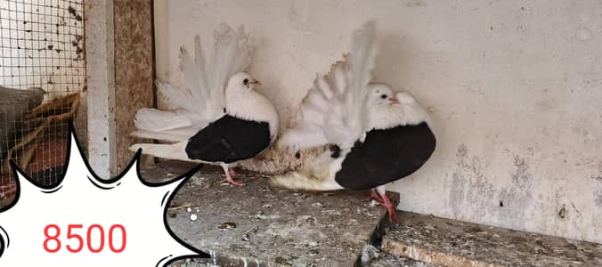 all fancy pigeon 03084523920