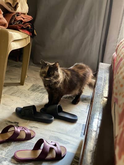 Cat with 1kitten(newborn) also available for adoption