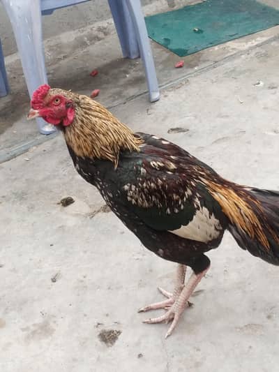 sawa cross lakha aseel