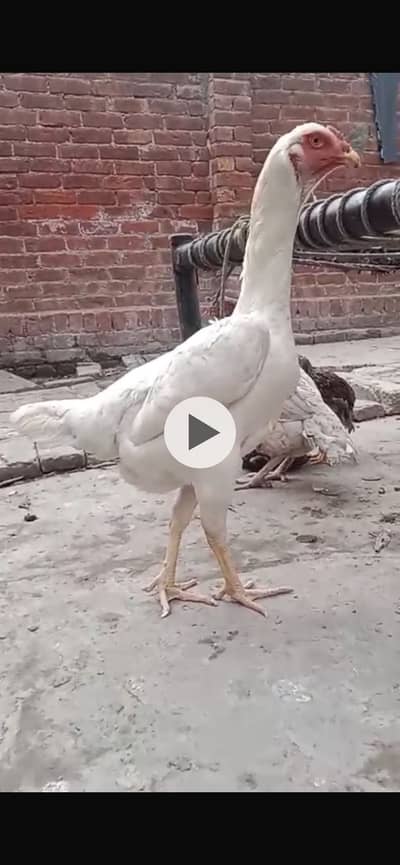 Aseel Heera pair active and healthy