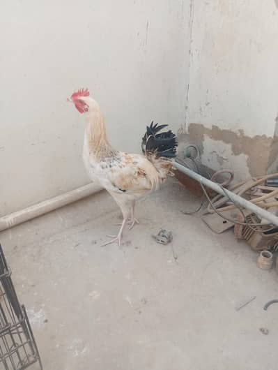 Male Hen for sale