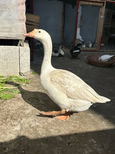 3 duck hain 2 male hai 1 female hai