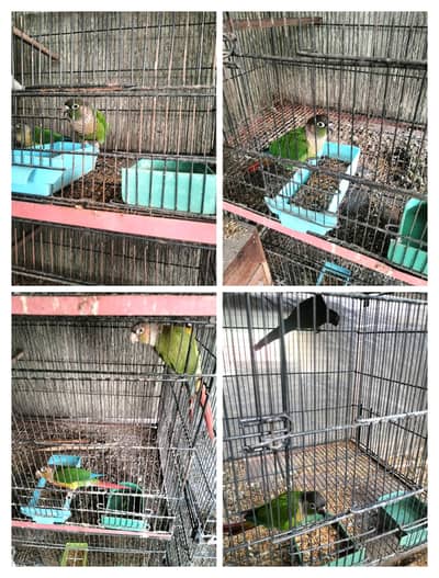 Proven Conure Parrots Breeder Pair for Sale – Islamabad