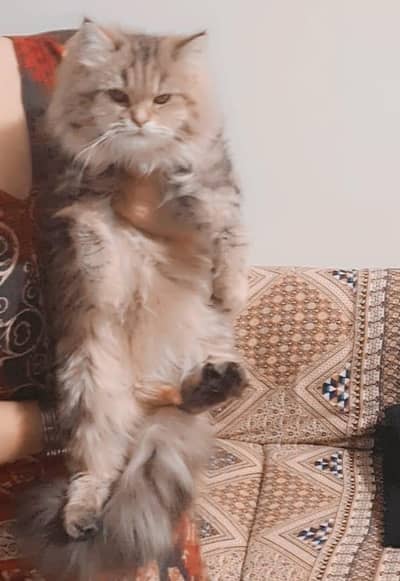 persian cat