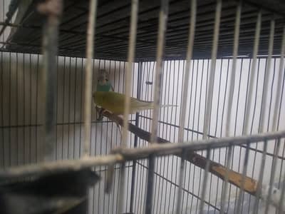 Australian parrots pair