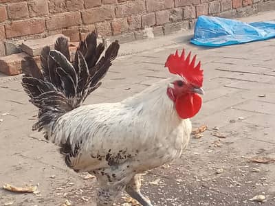 pure desi murga roster ghar ka pla howa only in 5650