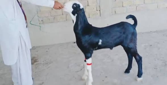 bakra for sale call 03460423873
