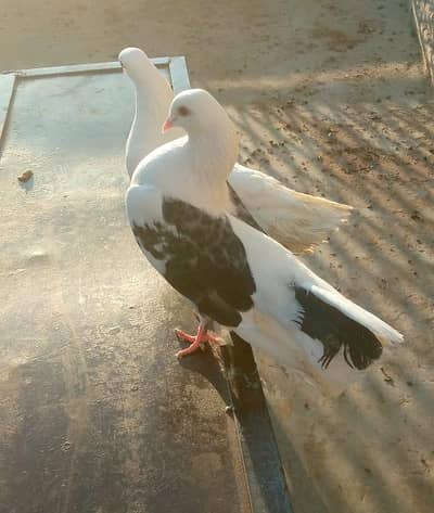 PIGEONS PAIR FOR SALE