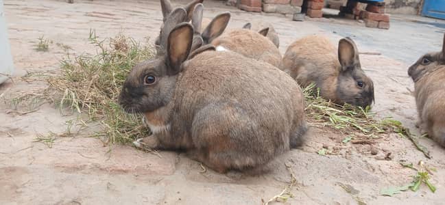 angora cross rabbits no cargo available