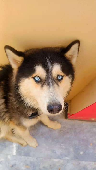 Huskey male kid dog