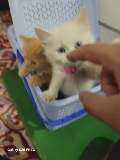 Brown male white female