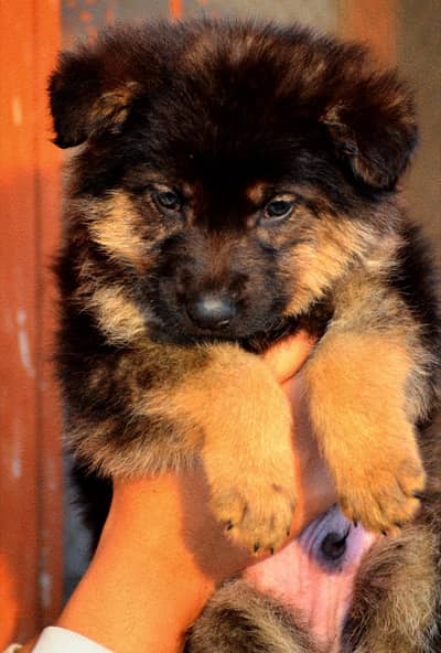 German Shepherd Long Coat